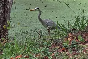 5165 Cedar Hammock Ln, Sarasota, FL 34232 - Photo 60