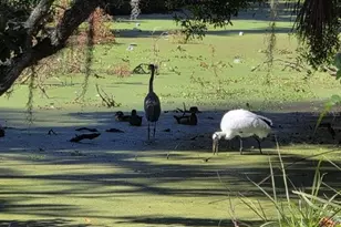 5165 Cedar Hammock Ln, Sarasota, FL 34232 - Photo 62