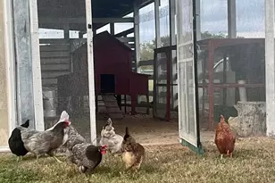 331 SE Hwy 42, Summerfield, FL 34491 - Photo 66