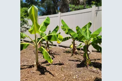 3624 Peck Street, Sarasota, FL 34238 - Photo 32