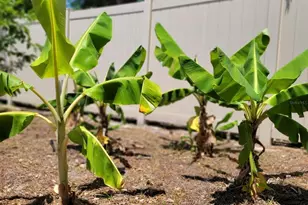 3624 Peck St, Sarasota, FL 34238 - Photo 32