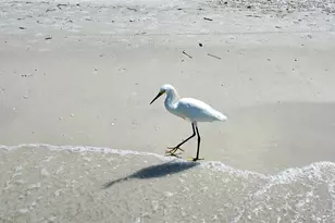 5920 Midnight Pass Rd, Sarasota, FL 34242 - Photo 88