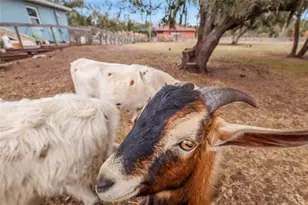 2731 Logue Rd, Myakka City, FL 34251 - Photo 28