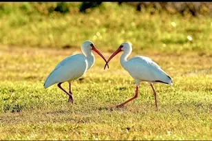 35005 Clay Gully Rd, Myakka City, FL 34251 - Photo 70