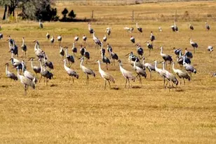 35005 Clay Gully Rd, Myakka City, FL 34251 - Photo 72