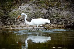 35005 Clay Gully Rd, Myakka City, FL 34251 - Photo 74