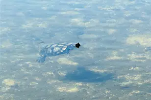 5061 Barrington Cir, Sarasota, FL 34234 - Photo 42