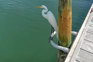 909 Spanish Dr N, Longboat Key, FL 34228 - Photo 68