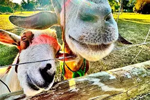 6888 Myakka Valley Trail, Sarasota, FL 34241 - Photo 64