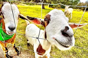 6888 Myakka Valley Trail, Sarasota, FL 34241 - Photo 66