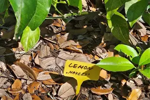 2303 45th St E, Bradenton, FL 34208 - Photo 60