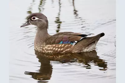 4456 Streamside Court #1605, Sarasota, FL 34238 - Photo 38