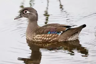 4456 Streamside Ct, Sarasota, FL 34238 - Photo 38