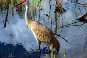 4456 Streamside Ct, Sarasota, FL 34238 - Photo 40