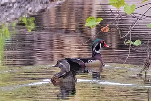 4456 Streamside Ct, Sarasota, FL 34238 - Photo 36