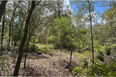 0000 Lady Bug Lane, Melrose, FL 32666 - Photo 4