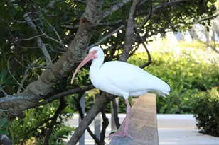 988 Boulevard of the Arts, Sarasota, FL 34236 - Photo 84