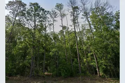 Ne Hwy 351, Old Town, FL 32680 - Photo 4