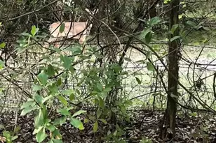 49 Fenny Bosk Trail, Venus, FL 33960 - Photo 34