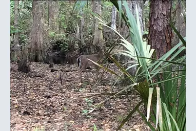 49 Fenny Bosk Trail, Venus, FL 33960 - Photo 22