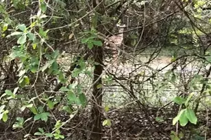 49 Fenny Bosk Trail, Venus, FL 33960 - Photo 28