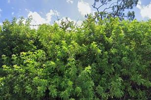 3518 Yarrow St, Port Charlotte, FL 33981 - Photo 1