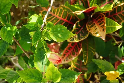 25115 Esmeralda Court, Punta Gorda, FL 33955 - Photo 52