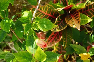 25115 Esmeralda Ct, Punta Gorda, FL 33955 - Photo 52