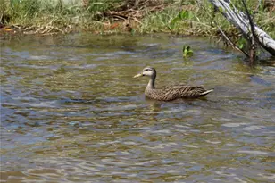 4150 Enclave Pl, Punta Gorda, FL 33980 - Photo 34