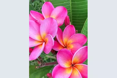 232 Darst Avenue, Punta Gorda, FL 33950 - Photo 94