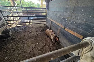 43451 & 43631 Farabee Rd, Punta Gorda, FL 33982 - Photo 38