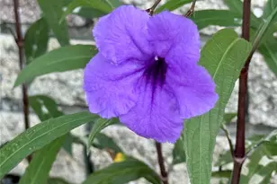 580 Fairmount Dr, North Port, FL 34287 - Photo 42