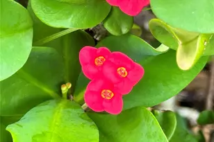 580 Fairmount Dr, North Port, FL 34287 - Photo 40