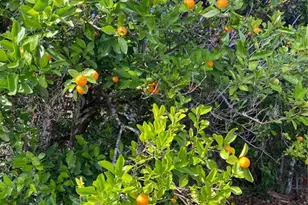 1124 Salina Ave, Port Charlotte, FL 33948 - Photo 30