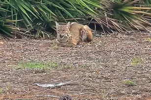 23465 Harborview Rd, Punta Gorda, FL 33980 - Photo 76