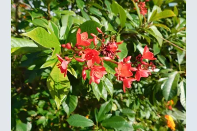 11739 SW Lemon Avenue, Arcadia, FL 34269 - Photo 52