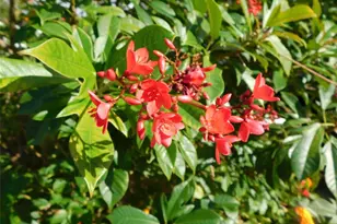 11739 SW Lemon Ave, Arcadia, FL 34269 - Photo 52