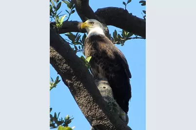 101 N Marion Court #222, Punta Gorda, FL 33950 - Photo 56