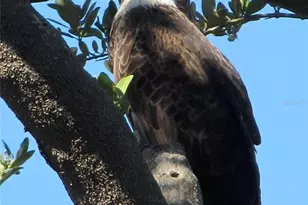 101 N Marion Ct, Punta Gorda, FL 33950 - Photo 56