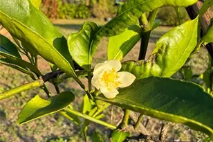 2750 Abbotsford St, North Port, FL 34287 - Photo 42