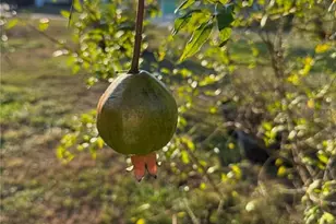 2750 Abbotsford St, North Port, FL 34287 - Photo 44