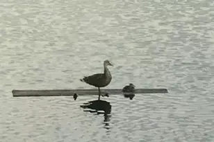 1109 Appian Dr, Punta Gorda, FL 33950 - Photo 38