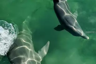 2351 Easy St, Port Charlotte, FL 33952 - Photo 50