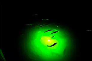 184 Colony Point Dr, Punta Gorda, FL 33950 - Photo 48