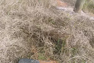 1472 Williams Gray Ct, Avon Park, FL 33825 - Photo 22