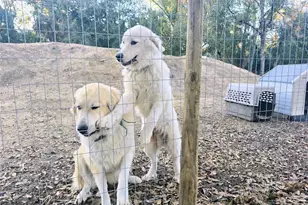 2207 SW Blossom Ave, Arcadia, FL 34266 - Photo 8