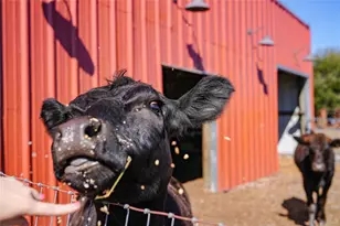 9931 SE English Ave, Arcadia, FL 34266 - Photo 56