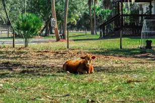 15405 Old Parker Island Rd, Lake Placid, FL 33852 - Photo 24