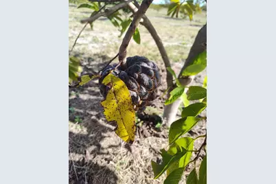 [Address not provided], Arcadia, FL 34266 - Photo 14