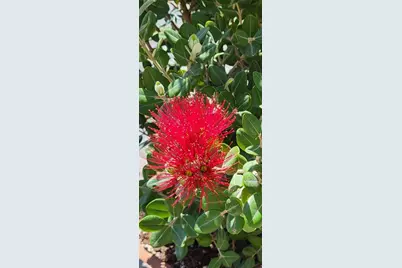 1658 Scarlett Avenue, North Port, FL 34289 - Photo 44